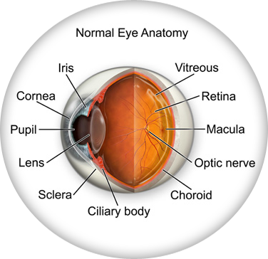 eye anatomy original